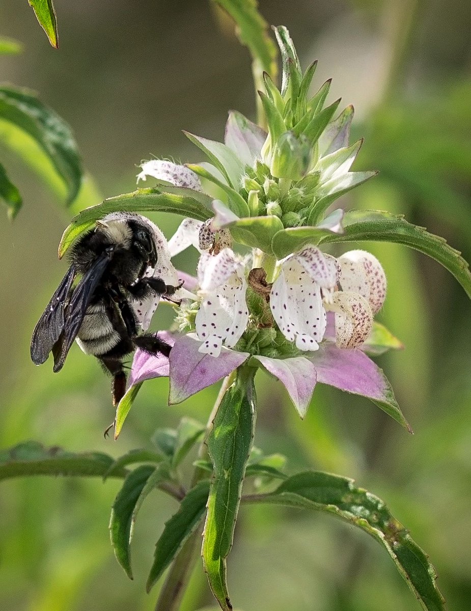 Honey Recipe - Step 1 
🐝 🌺 🍯 
#nikonphotography 📸 #floridanature #bees