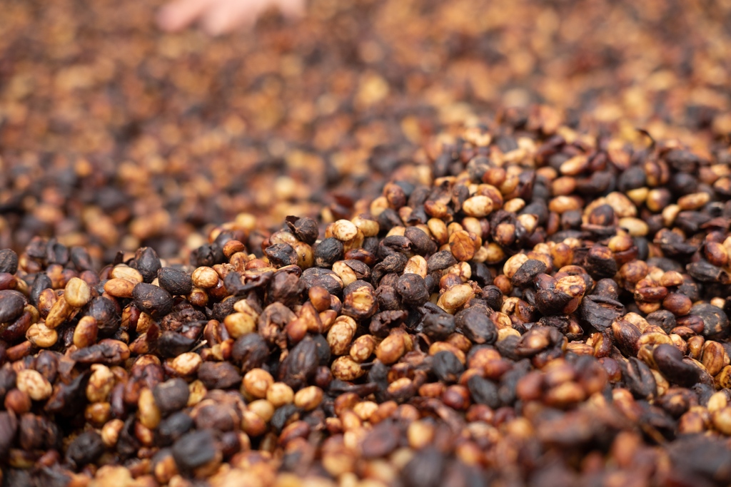 Scenes from Eduardo Duran's family farm and mill in West Valley, Costa Rica.

We're thrilled to offer several lots from Los Duran, with fresh crop afloat now to Schwarze-Hamburg! Click the link to learn more.
bit.ly/3sILlO0