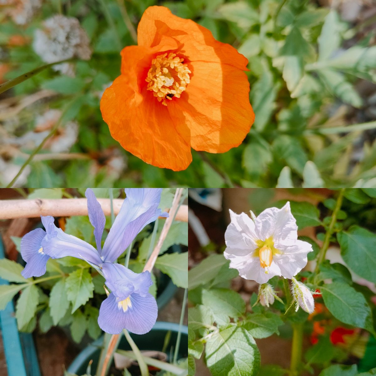 BridieTonge's tweet photo. A few of the bee food in the garden. Including delicate potato flower. #beefood #flowersforpollinators https://t.co/8qcHRTB1dW