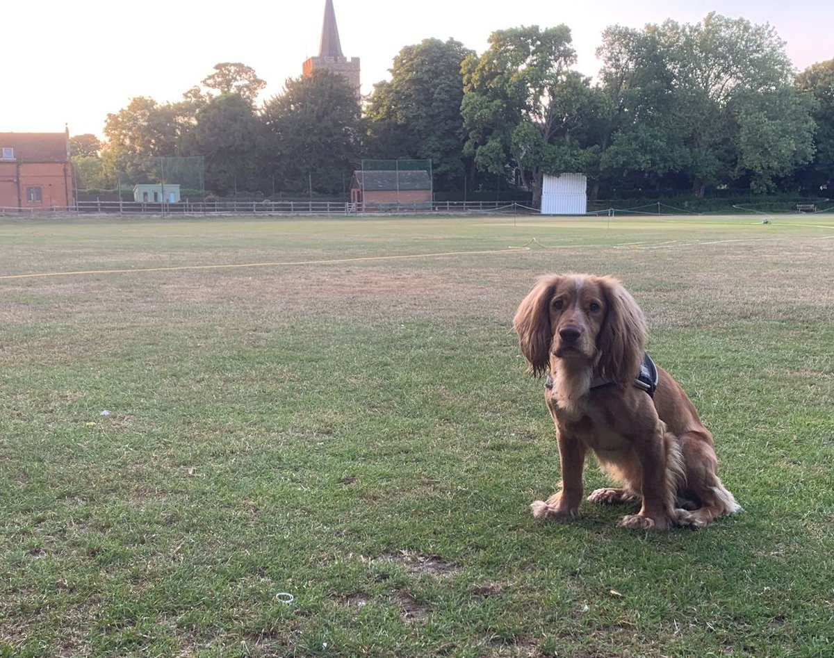 Like Iggy here, we're looking for someone to play ball with this Sunday.  We'll be the weak side of weak/med. We'd consider travelling nearby to a nice ground. TIA to @SundayCricketer @TheFixtureMan @savevcricket @ClubCricketConf