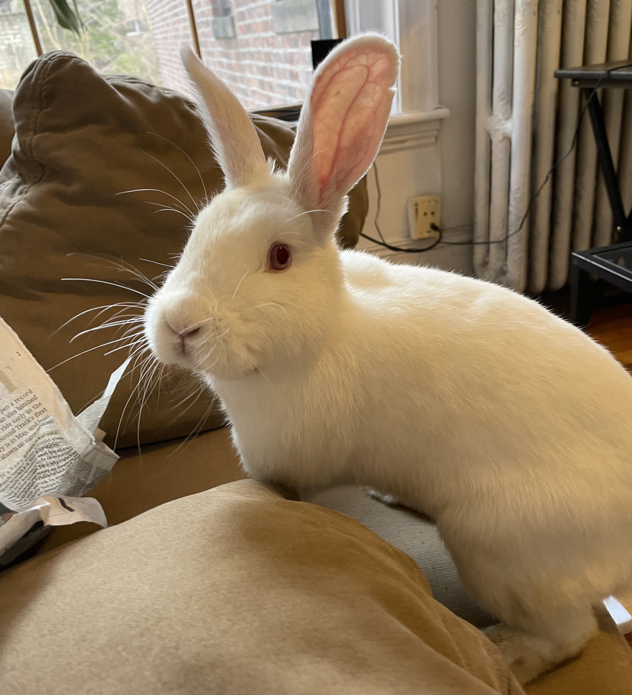 Marigold is a curious, adult Florida White from #Woburn, MA. petfinder.com/petdetail/5485…