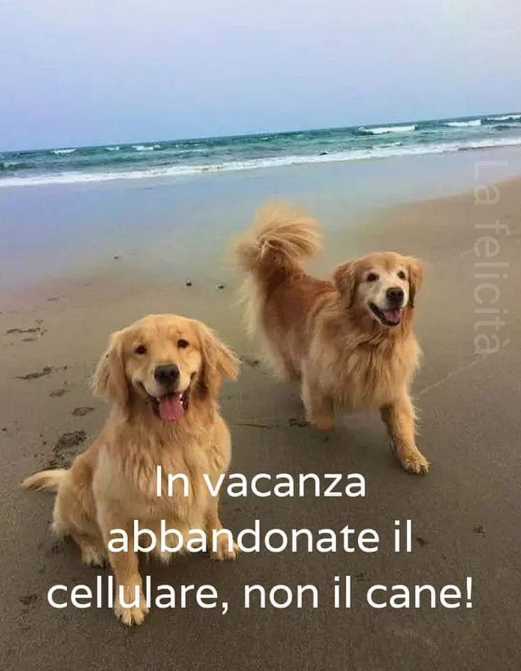 #comunicazionesociale
#noabbandonoanimali