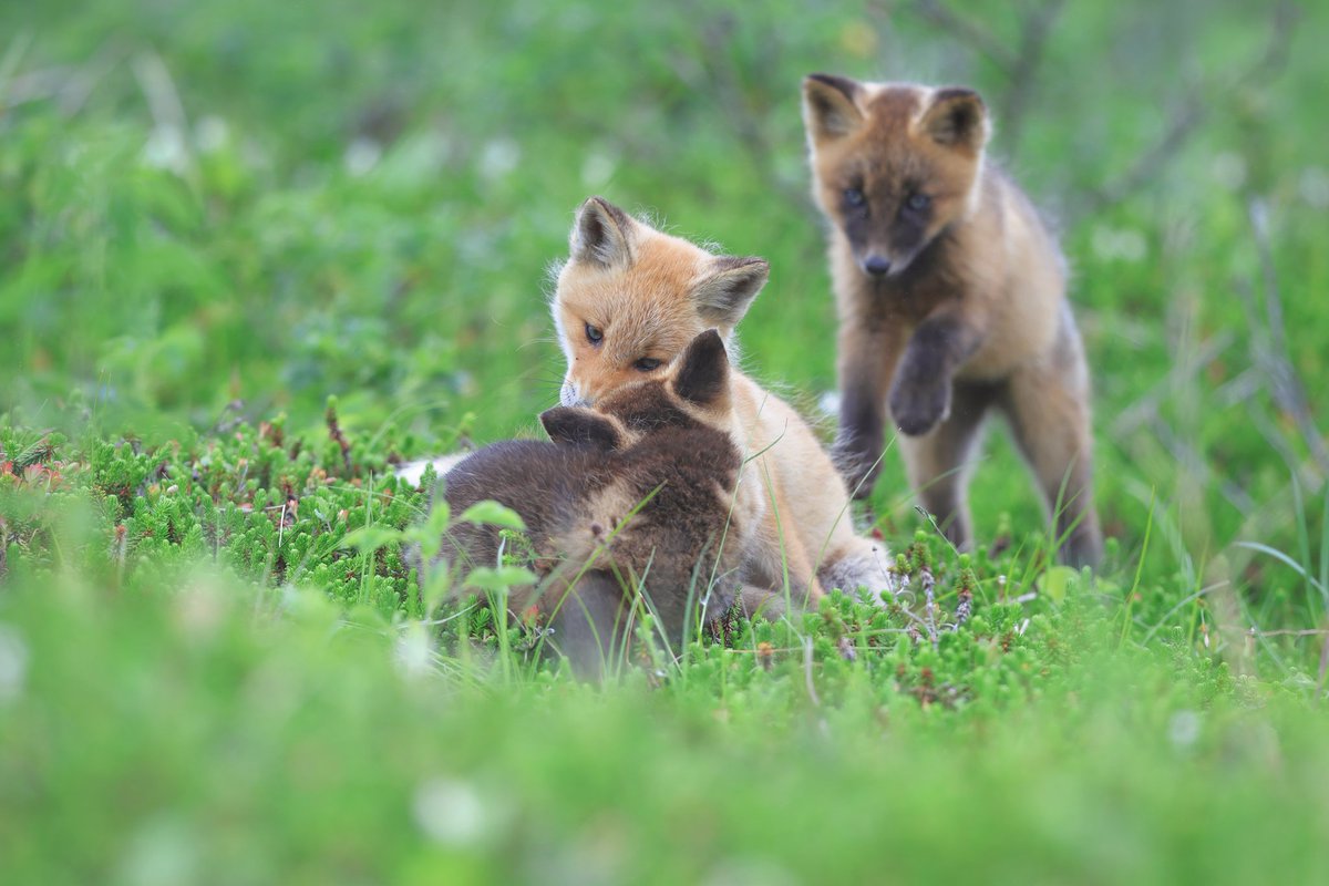 Takuya_3223's tweet image. 後ろから黒い影が、、、

十字狐
ジュウジキツネ
#EOS_R7