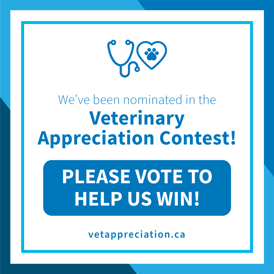 TheCatHospitals's tweet photo. We have been nominated! The Ontario #SPCA launched the #VeterinaryAppreciationContest to recognize #veterinary professionals.
Vote once a day! Voting close on Friday, June 30th at 11:59:59 PM.
Vote for #BytownCatHospital >> https://t.co/hE2N38OgUL
#Vetmed #catsoftwitter #OSPCA https://t.co/AVZqmEEPEb