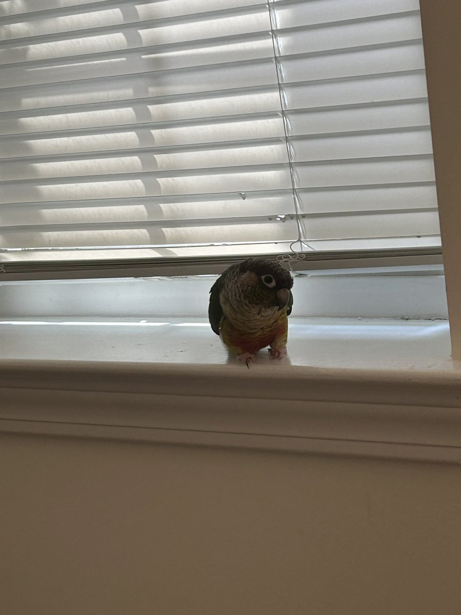 Picture I took yesterday. He was trying to eat the blinds.