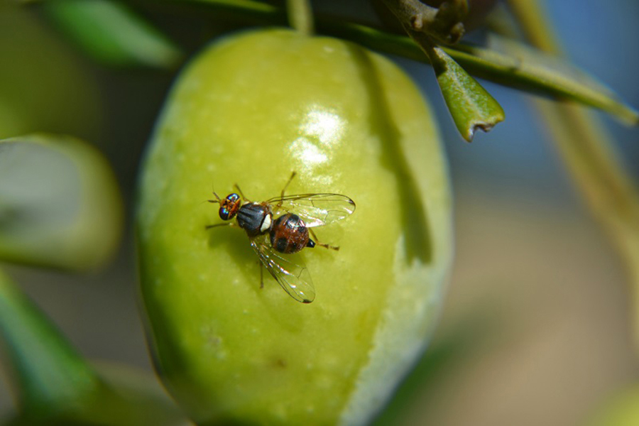 🤔Estrategias de manejo de la mosca del olivo en Andalucía
🔊La Dirección General de la Producción Agrícola y Ganadera ha elaborado un documento que ayude a conocer las causas de las poblaciones actuales
<a href="/AndaluciaJunta/">Junta de Andalucía</a> 
oleorevista.com/texto-diario/m…