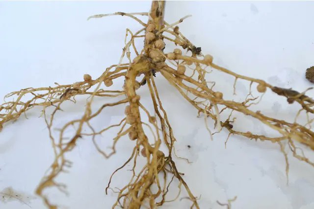 🦠A properly nodulated soybean plant should have 5-7 nodules on the taproot 2 weeks after emergence or 12 total root nodules per inch of taproot at R1. Click here to learn more about nodule evaluation👇extension.psu.edu/evaluating-nod…