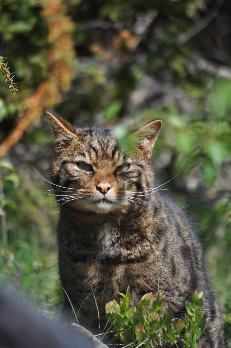 Saving Wildcats (#SWAforLIFE) tweet media