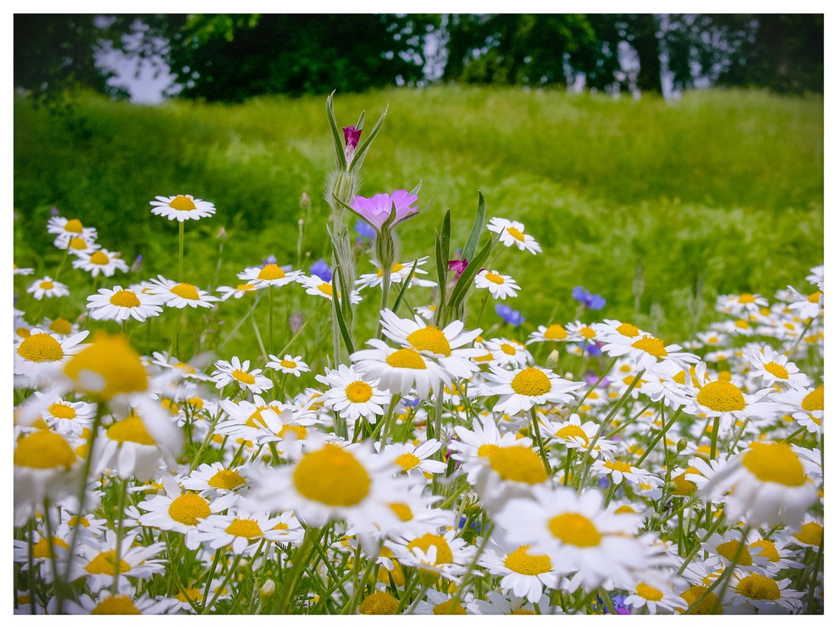 #CrystalPalacePark looking 'bloomin' lovely in the sunshine!

#SE19 #SE20 #SE26

📷: Leica Digilux 2  
#Leica #olddigitalcamera