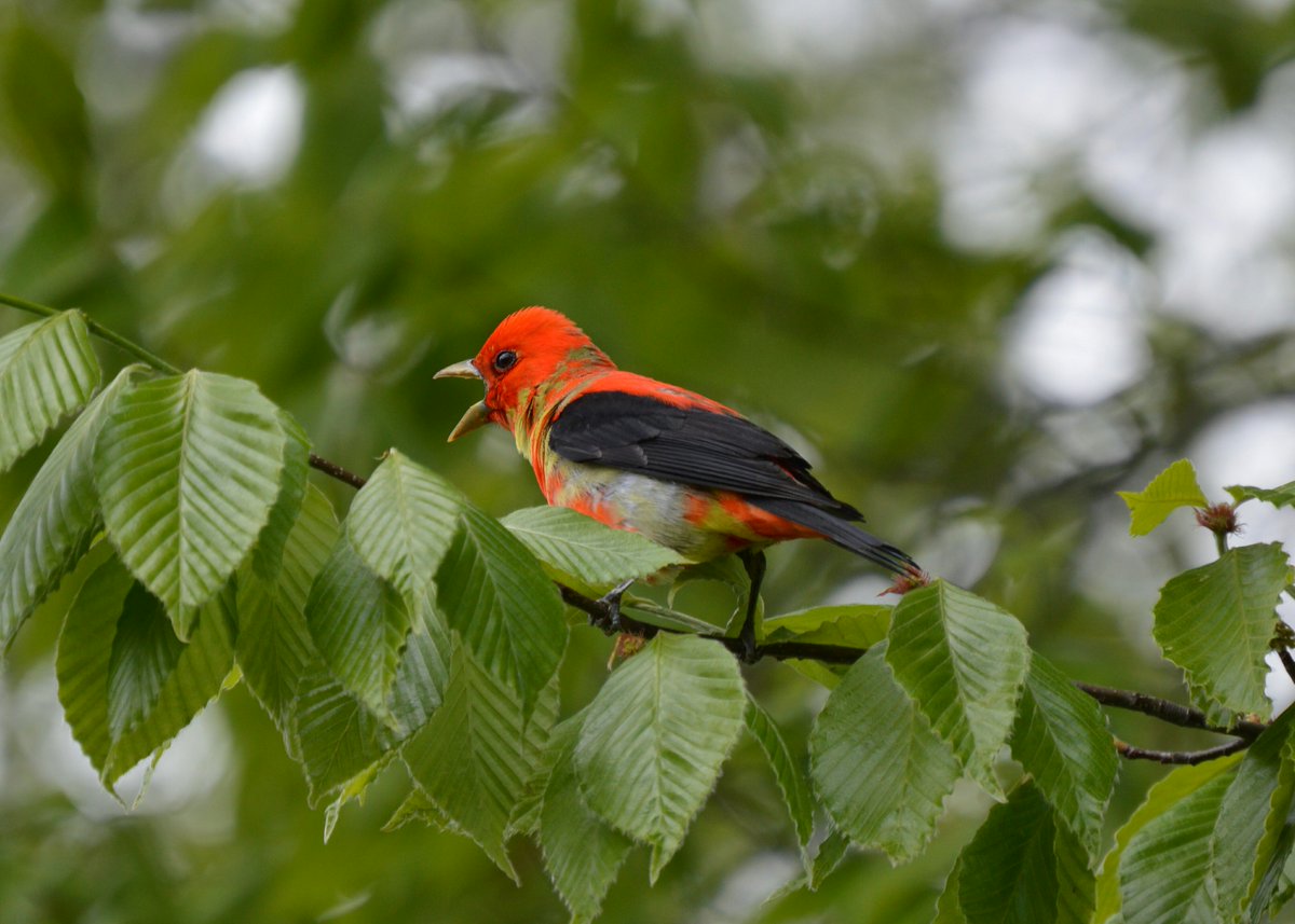 CTAudubon (@ctaudubon) on Twitter photo Connecticut's #LightsOut bill is now law. <a href="/NedLamont/">Ned Lamont</a> signed it yesterday. A big win for CT birds, thanks to great work by conservation advocates & state officials. ctinsider.com/connecticut/ar… (photo courtesy of Erica Seitz) Connecticut's #LightsOut bill is now law. <a href="/NedLamont/">Ned Lamont</a> signed it yesterday. A big win for CT birds, thanks to great work by conservation advocates & state officials. ctinsider.com/connecticut/ar… (photo courtesy of Erica Seitz)
