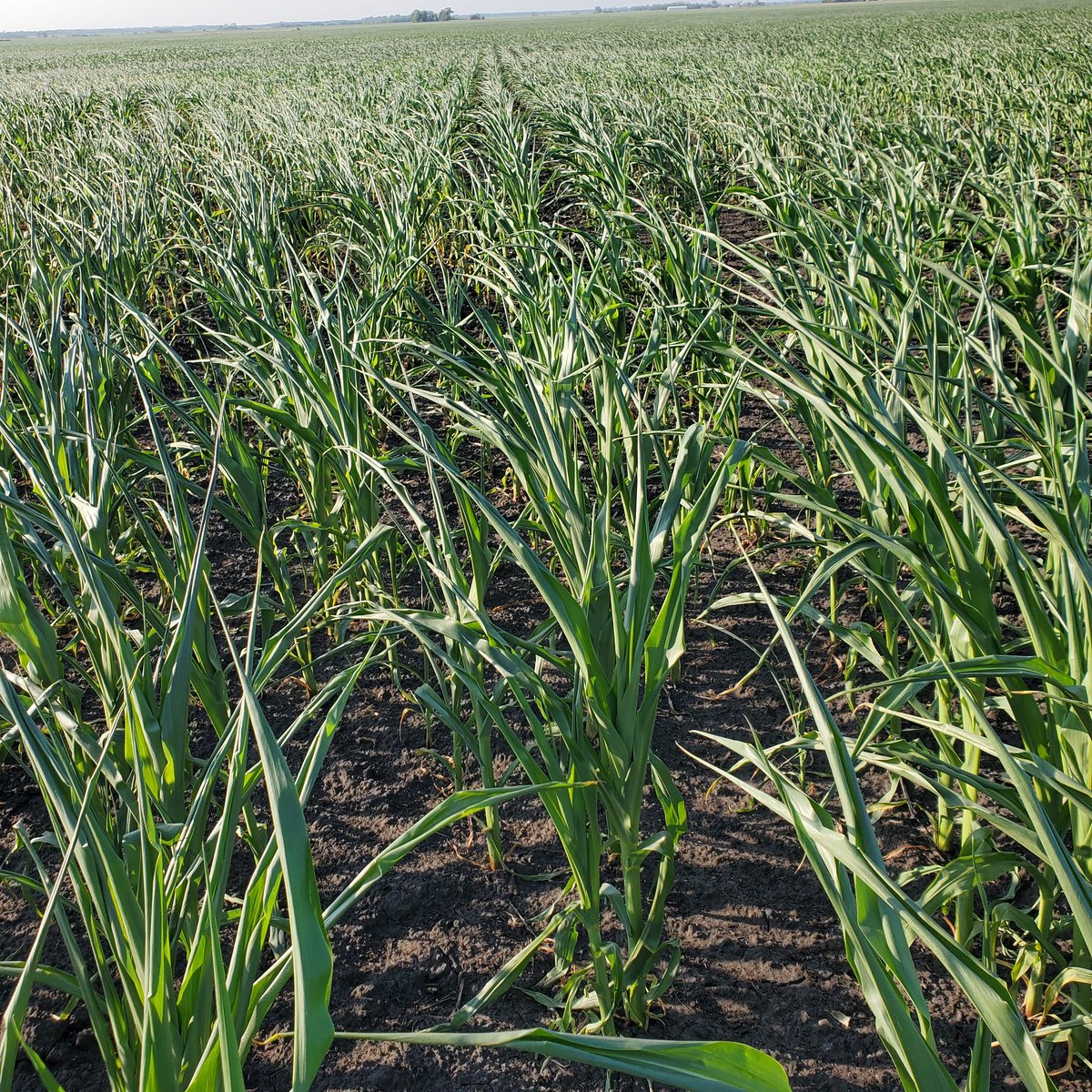 #corn field in Polk County, Minnesota. 
#crop23 #drought #AgTwitter