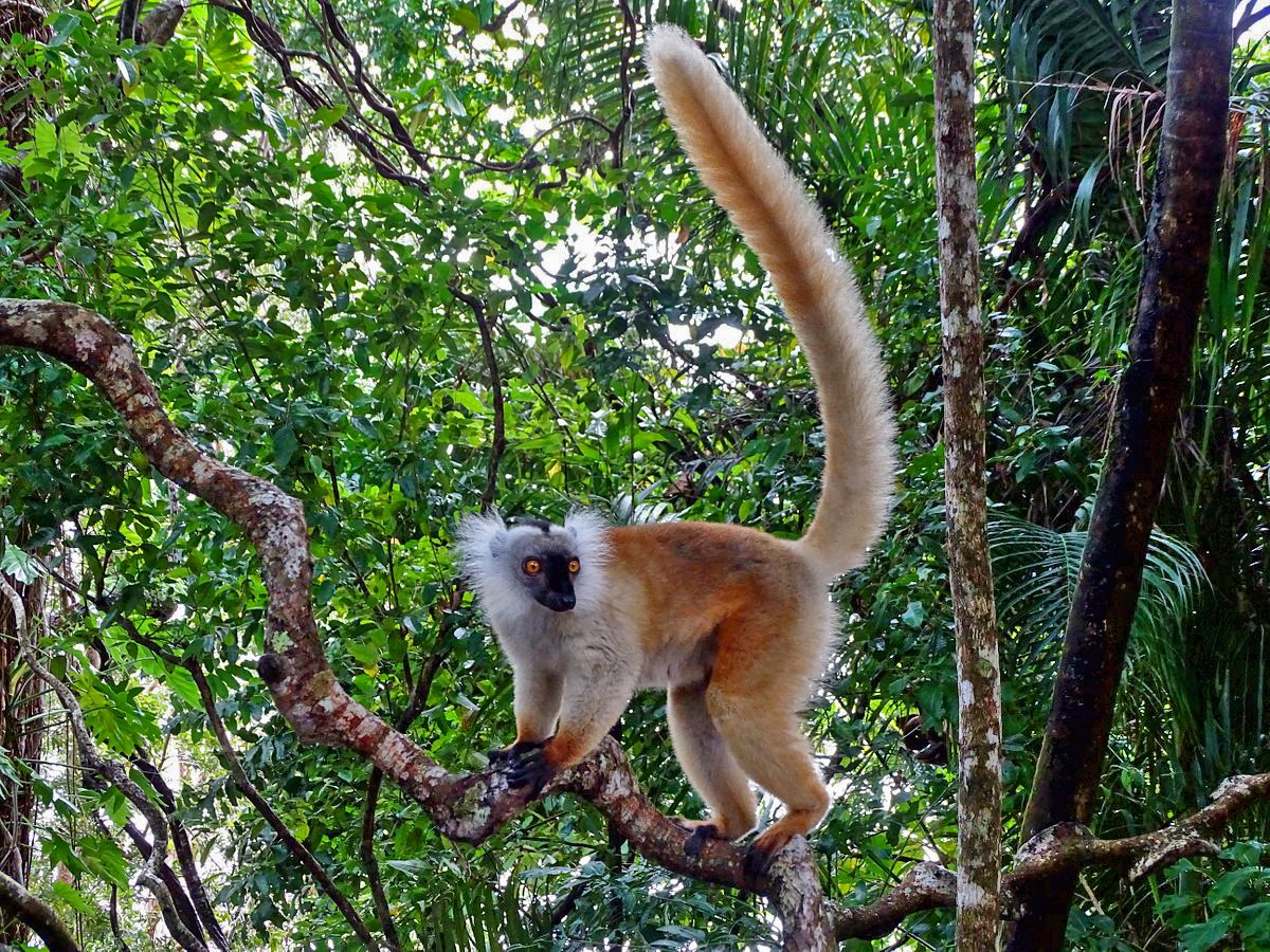 Lémurien macaco (Macaco lemur)
Dans le Palmarium Tamatave

#visitmadagascar
#palmarium
#lemur
#fauna
#uniquespieces
#naturelovers 
instagram.com/p/CtvuK8Dsq3C/…