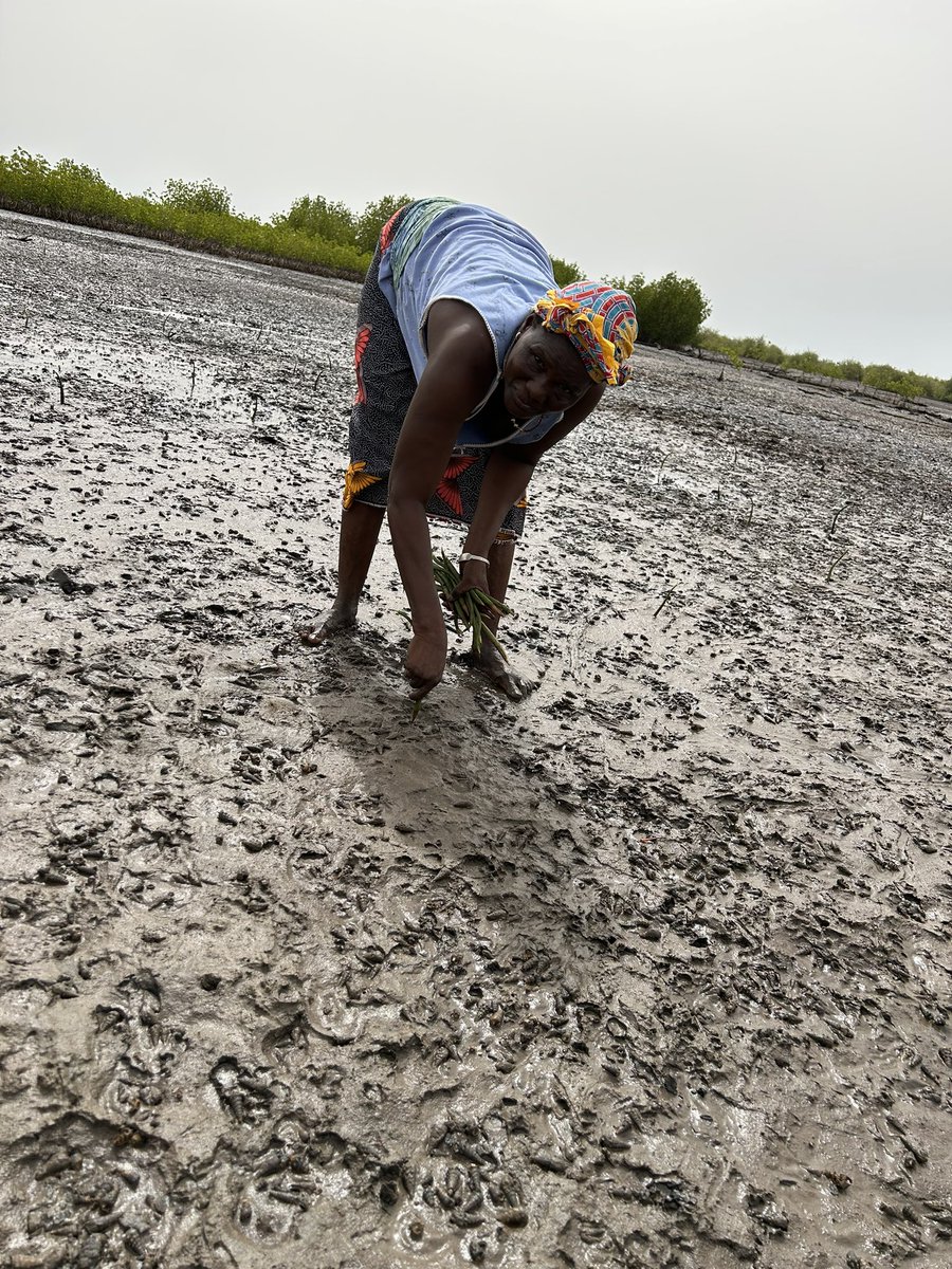 After a really good workshop yesterday planting started today with 200 men and women from the local village out planting - really exciting to see and super organized by Gambia Parks and Wildlife, Sahel Wetlands Concern, WABSA and Komffora #orsted