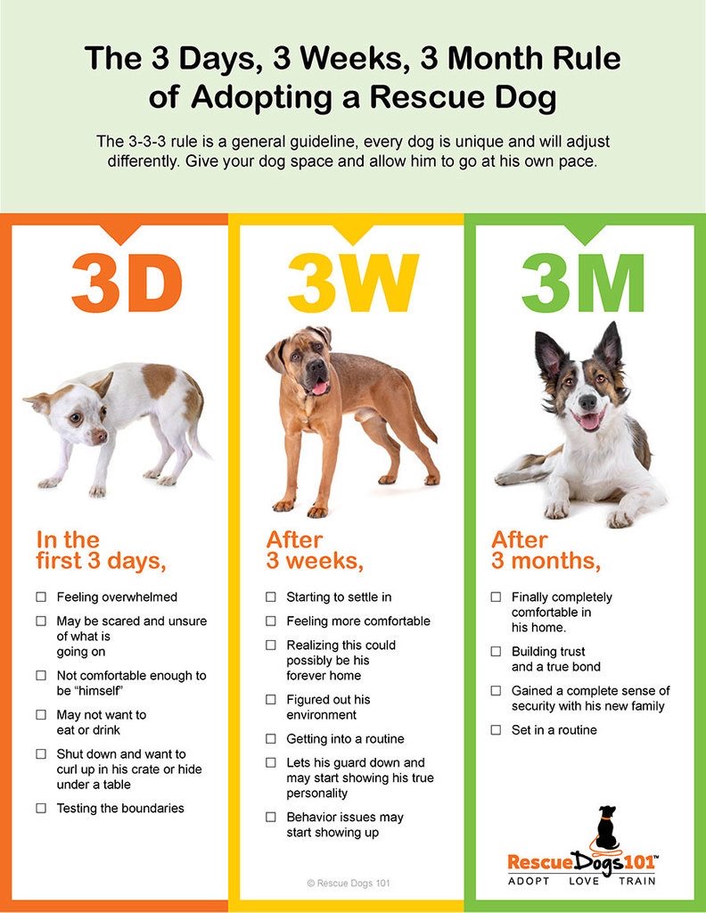 @sociabledog People see this and think it’s that easy. It’s not for many, many dogs. The ‘small print’ says it all! 
It’s not a sprint, it’s a marathon and sometimes there’s a few hurdles and trip hazards too. 
My last rescue was ‘settled’ in a year but was much more settled after 2 years!