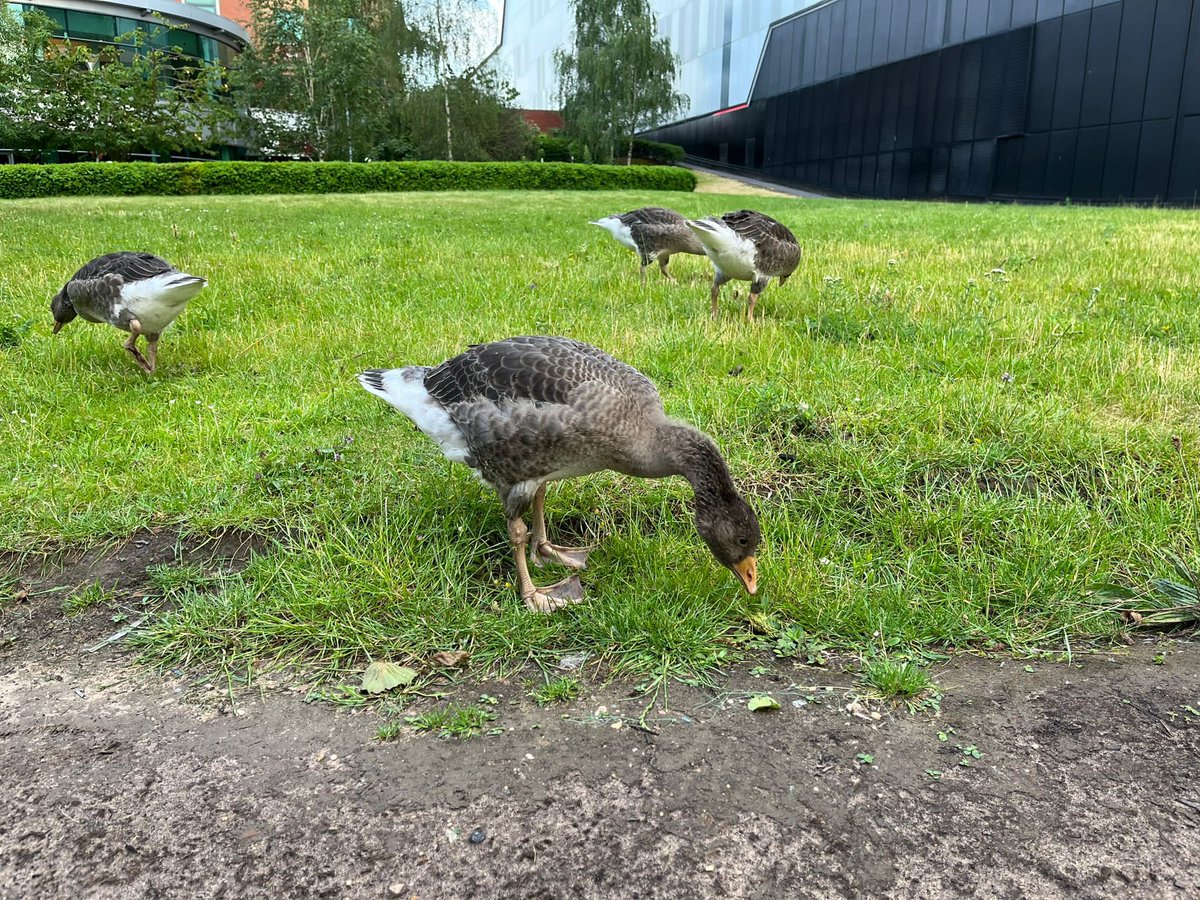 ASRACONF's tweet photo. Behind the scenes at The ASRA Management Meeting! Lots of planning taking place with a view to Conference 2024 in Aberdeen &amp; we’ve even recruited some new ASRA members!

#asraforlife #ASRAconference #ASRA2023 https://t.co/N3BTqTTZ4c