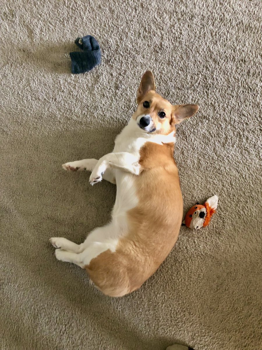 What?!?  Sox 🧦 rhymes with fox 🦊 , so it’s a toy 🧸, right?

#Corgi #CorgiCrew #Dog #dogsoftwitter #puppy #cute #cuteanimals #cutedogs