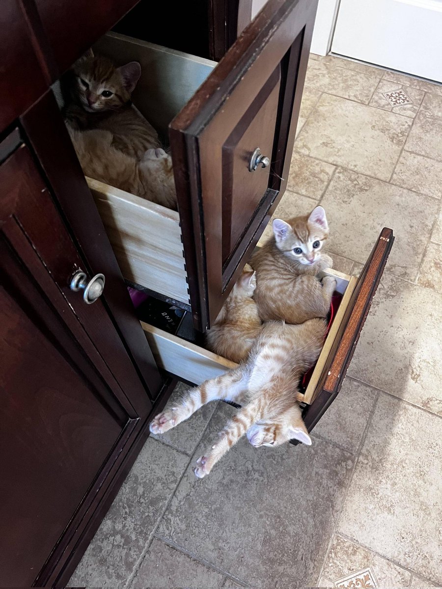 DontShowYourCat's tweet photo. let me check storage https://t.co/EwcjTp3JJ9