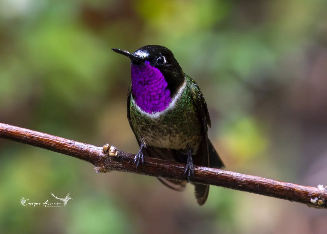 Nice hummingbird 🥰🥰