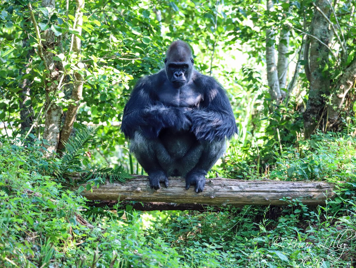 Kiondo doing his morning meditation @PaigntonZoo #gorilla