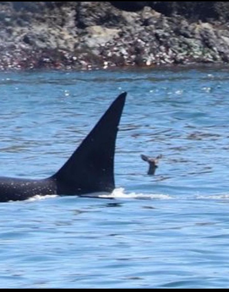 When I said 'it's not just the orcas', I meant it, we going land and sea baby

'Deer swimming alongside Orca'

#OrcaUprising