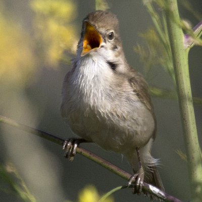 #Rousserolle des buissons (Acrocephalus dumetorum)
oiseaux.net/oiseaux/rousse…