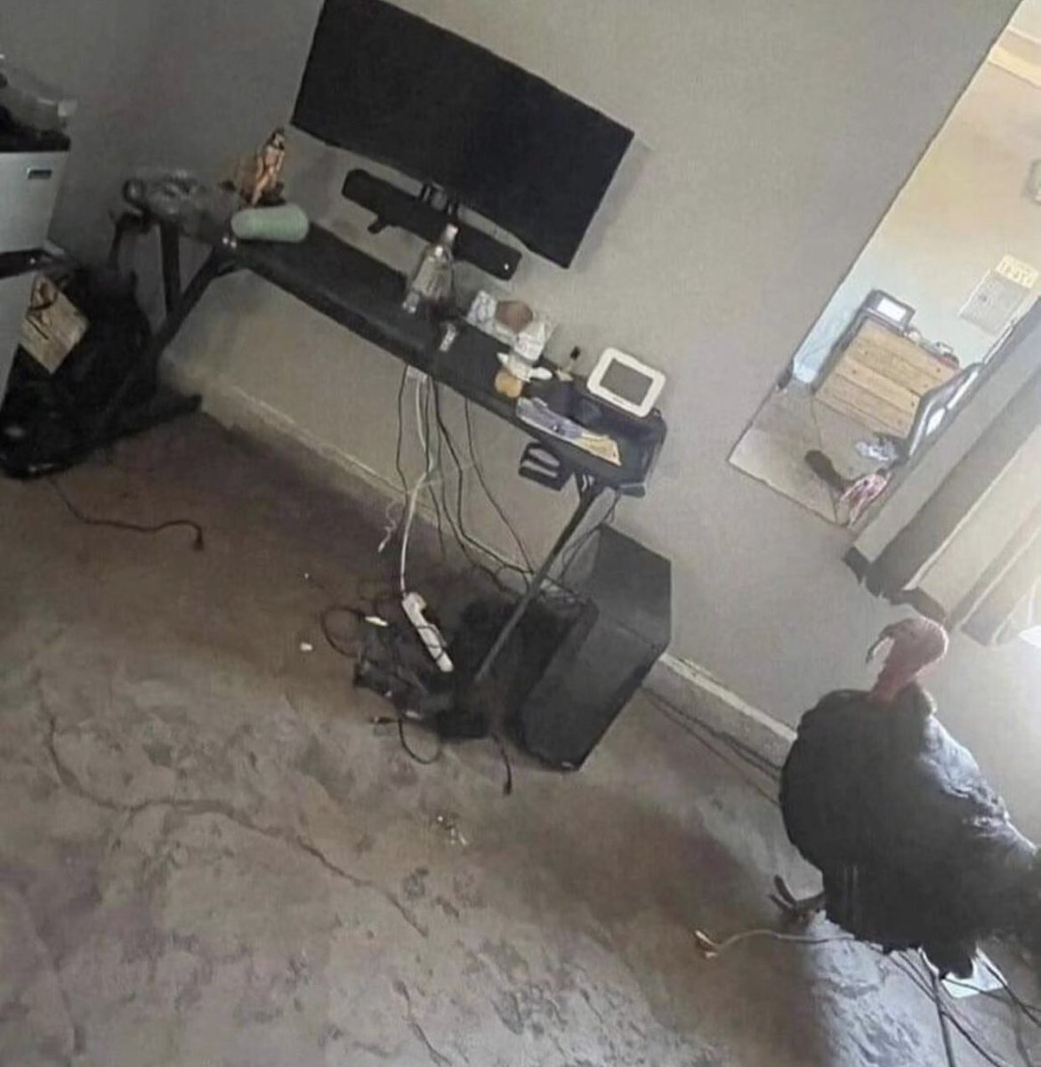 atlonglastlima's tweet image. nao quero começar uma competição, mas o meu está melhor (ignorem o meu gato)