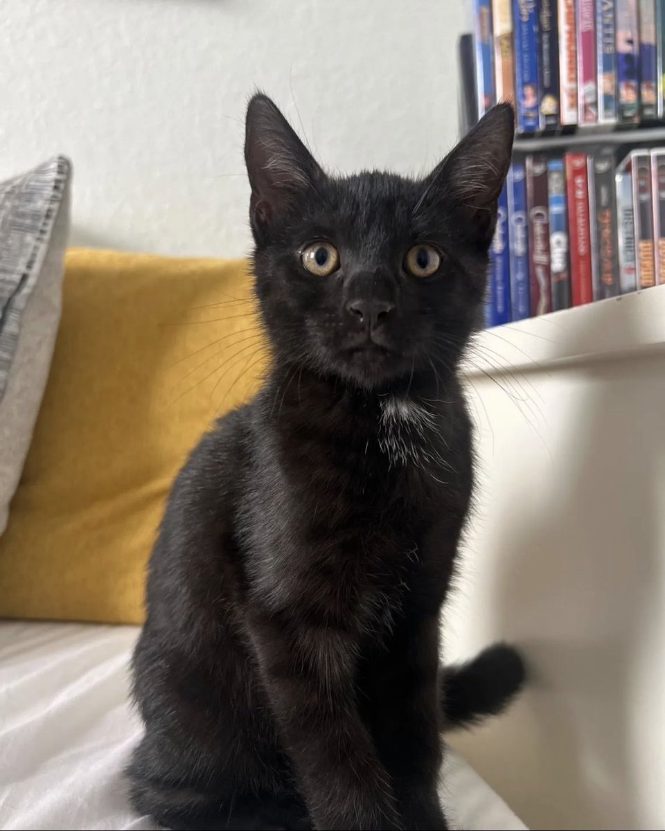 Up for ADOPTION‼️ Meet “Warner” Our 8 week old male, black shorthair kitty! Super friendly ❤️DM us to adopt.  
#AnimalLoversRescue #AdoptDontShop #animalrescue #animallovers #puppies #dogrescue #kittens #catrescue #animals #animalrights #dogsoftwitter #catsoftwitter #adoptme