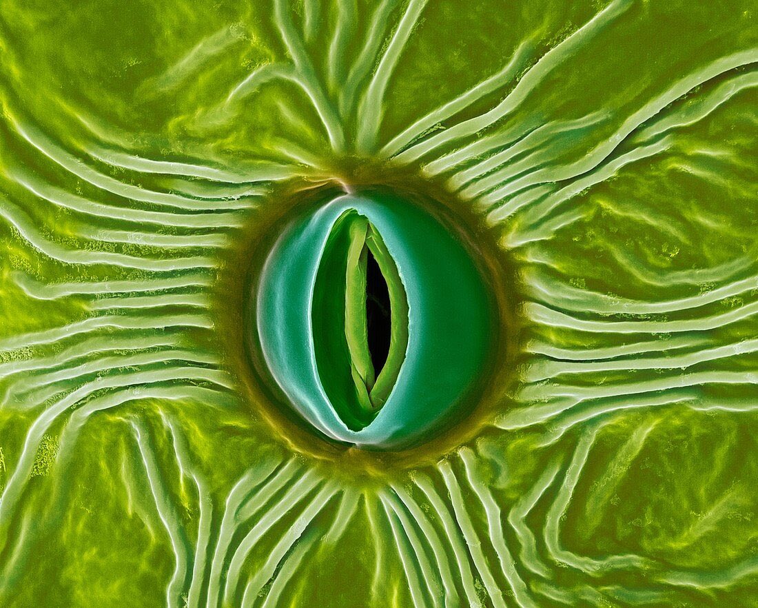 stoma on a milkweed leaf seen through an electron microscope