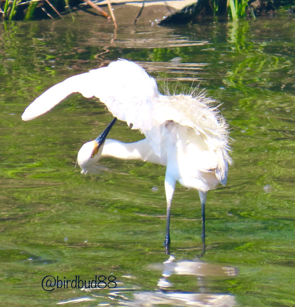 Pretty Snowy egret 😃#NaturePhotography #TwitterNatureCommunity #TwitterNaturePhotography #nature #birdwatching #BirdTwitter #birdphotography #egrets