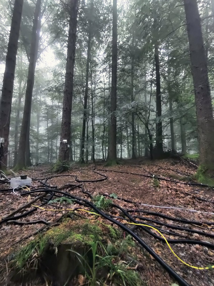 Aline Meyer Oliveira (@alinemeyero) on Twitter photo Field visit during my Short Term Scientific Mission at <a href="/UniFreiburg/">Universität Freiburg</a> . Isotopic composition of soooo many trees being measured in-situ!! Super cool setup with the hoses and automated sampling! Thanks @nat_iso and Laura (: <a href="/ca19120/">WATSON Cost Action</a> Field visit during my Short Term Scientific Mission at <a href="/UniFreiburg/">Universität Freiburg</a> . Isotopic composition of soooo many trees being measured in-situ!! Super cool setup with the hoses and automated sampling! Thanks @nat_iso and Laura (: <a href="/ca19120/">WATSON Cost Action</a>