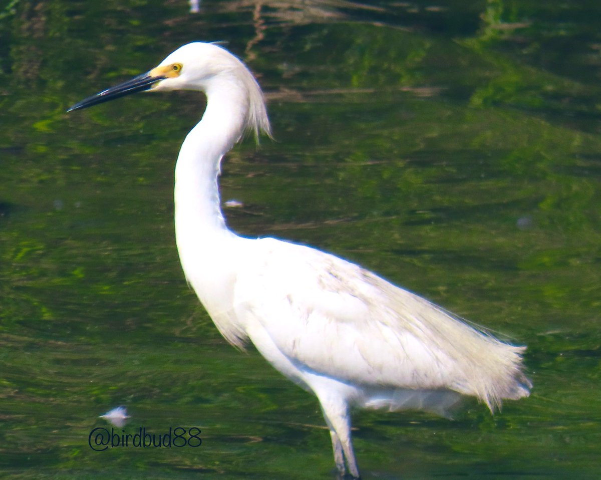 Snowy egret😃#NaturePhotography #TwitterNatureCommunity #TwitterNaturePhotography #nature #birdwatching #BirdTwitter #birdphotography #egrets