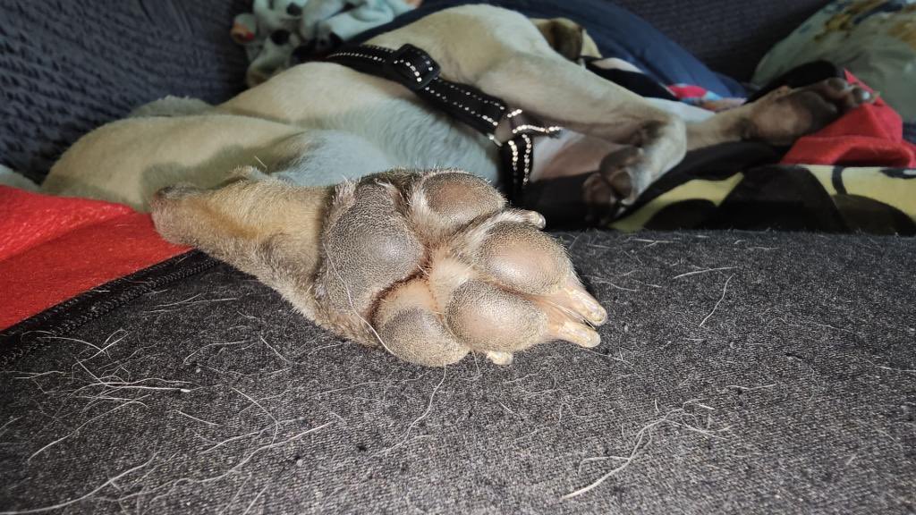 TychoPug's tweet photo. Toe beans! 🐾❤️

#TychoPug #SophiaPuggle #centralohiopugclub #Puglife #pug #pugsoftwitter #dog  #dogsoftwitter https://t.co/txX0qReYTM