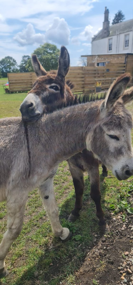 KingaskStAs's tweet photo. Two little donkey’s heard there is a celeb in town…
Want to come and stroke our ponies @LewisCapaldi?! 👀 https://t.co/STtml5ln9y