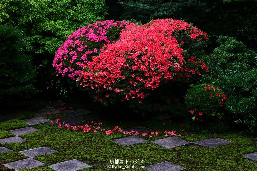 NipponVisuals's tweet photo. Tofuku-ji Temple, Japan ⛩️❤️
📸 https://t.co/4xFVCJRHm0 https://t.co/Z3cuhhUtBp