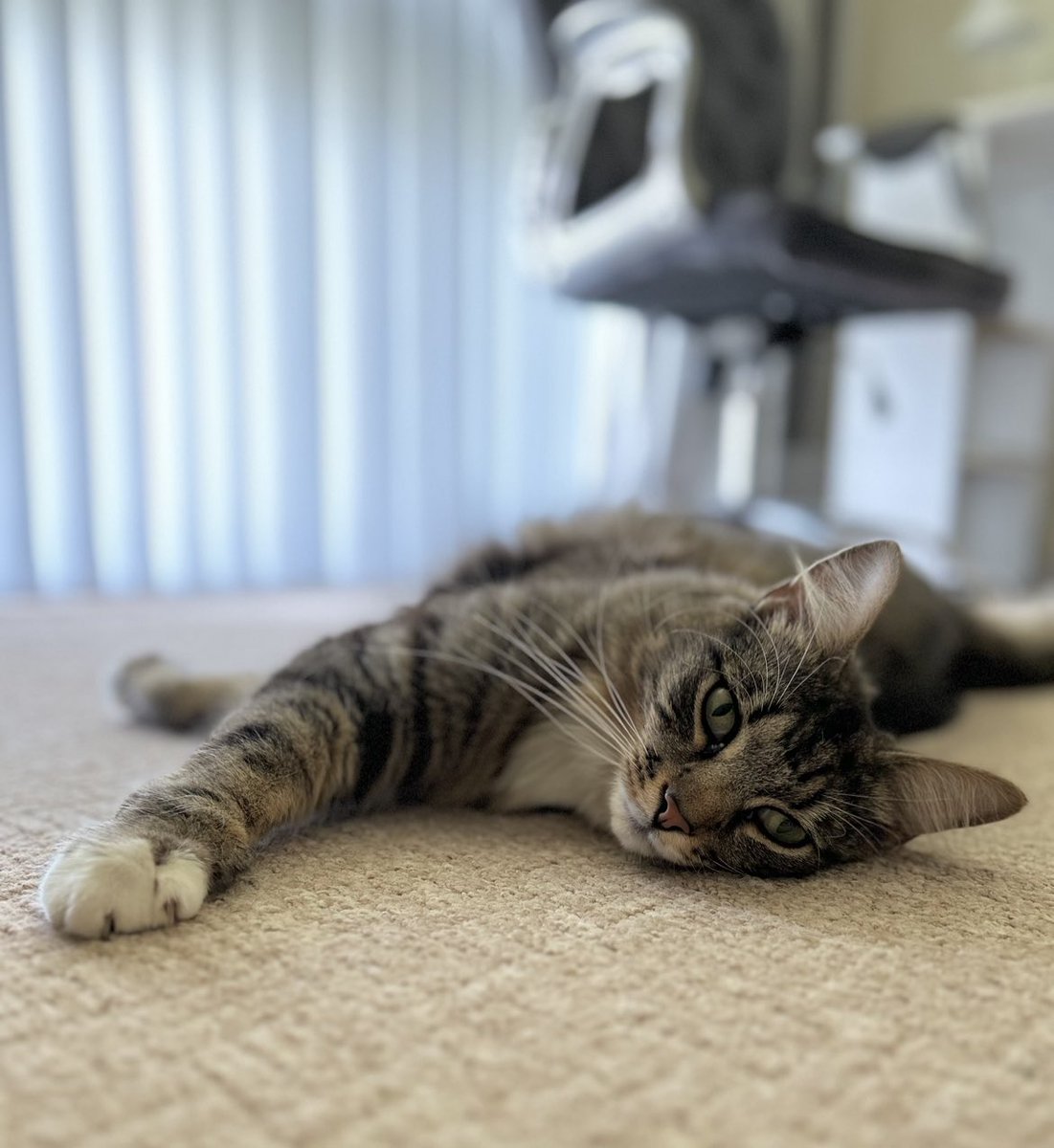 Thor_tabby's tweet photo. Am I still grounded?! Release me from this prison (ok it’s mum’s office but still). It’s been hundreds and thousands of hours already!! #freethor #catsoftwitter https://t.co/gmclGbR0XV