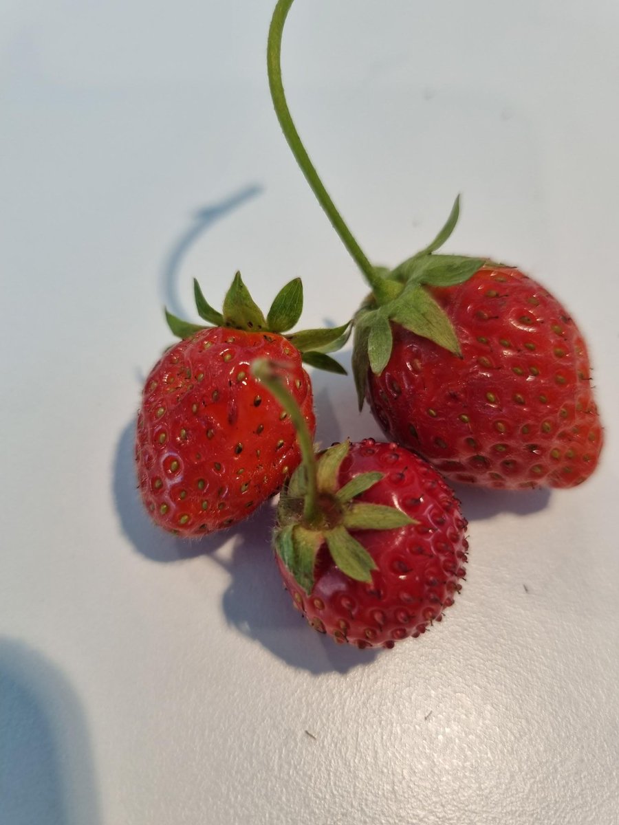 James Oxlade tweet media