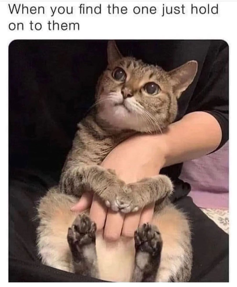 Meowsthing tweet picture
