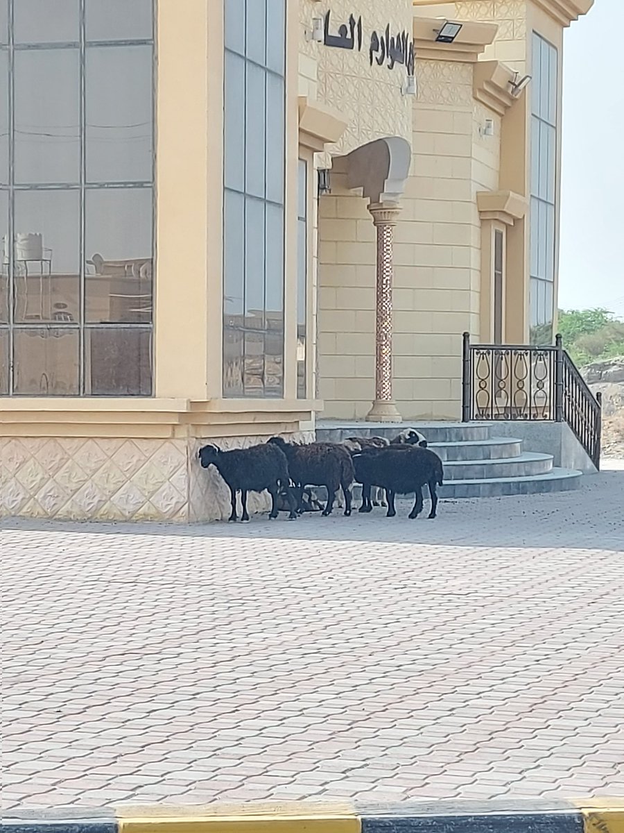 #بلدية_شمال_الباطنة 
هل هذه أحياء سكنية بشرية أم للبعض حرية التصرف رغم وجود القوانيين؟
يحدث بشكل يومي تسريب الأغنام من بعض أهالي القرى بولاية شناص تحديدا في منطقة  أبوبقرة، مما يتسبب في تخريب الممتلكات العامة والخاصة من ضمنها السيارات والأشجار وغيرها.
أين الرقابة وفرض العقوبات؟