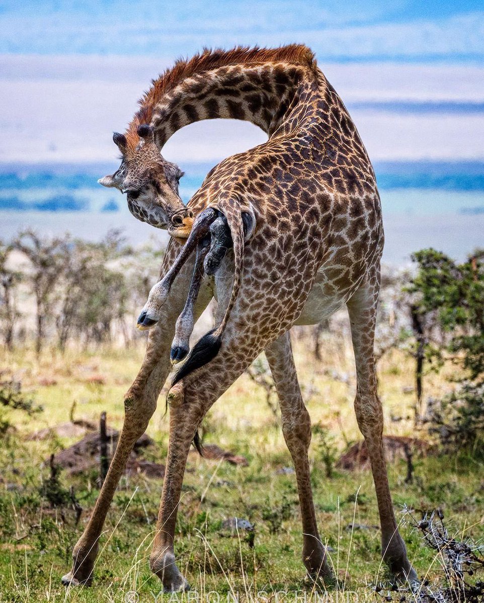 Tanzania wildlife 
Kilimanjaro wilderness Explorer ltd 
Hakuna Matata Tanzania 
Happy World giraffe day 2023
Visit Tanzania Explore Experience Enjoy your wonderful safari here in Tanzania national parks!!
#WorldGiraffeDay2023