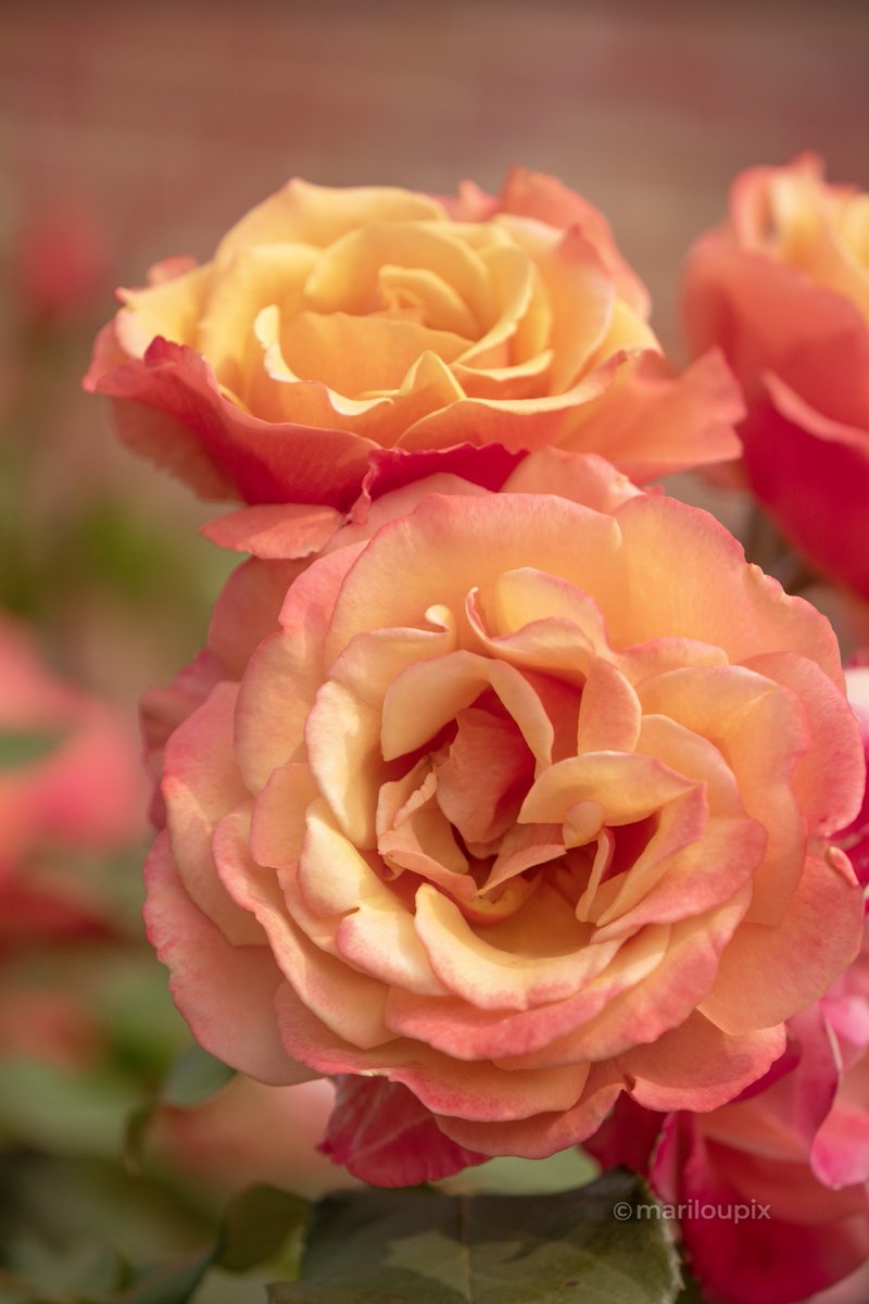 🧡Jump start your day with a rose.🧡🌹 It's #RoseWednesday @DavidMariposa1 #ThePhotoHour #day169of365 #FlowersOfTwitter #roses #flowerphotography #NaturePhotography #PhotographyIsArt #Nikon