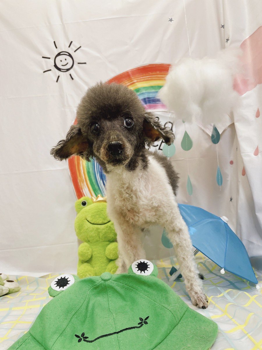 桜子🌸白黒ぶち柄トイプー (@SAKURAushiKO) / Posts / X