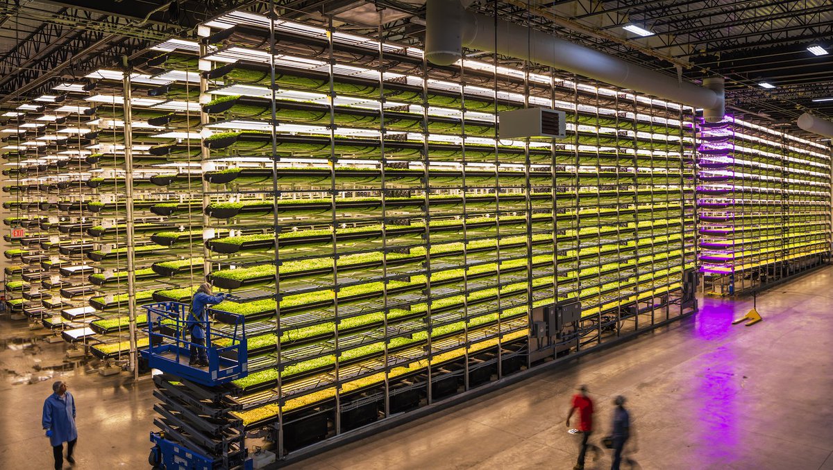 vertiseedfarms's tweet image. 🌱 Thrive sustainably with #VerticalFarming! 💚 Despite challenges faced by commercial vertical farms, it's not the end! Let's push boundaries, reduce energy consumption, and transform agriculture for a greener future. Join @VertiseedFarms on this innovative journey! 🌿🌍