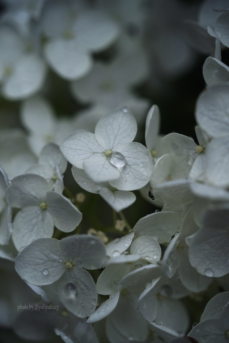 透明な愛の雫が、
　純粋な夜を染める。
・
・
camera：Sony α7c
lens：FE 90mm F2.8 Macro G OSS