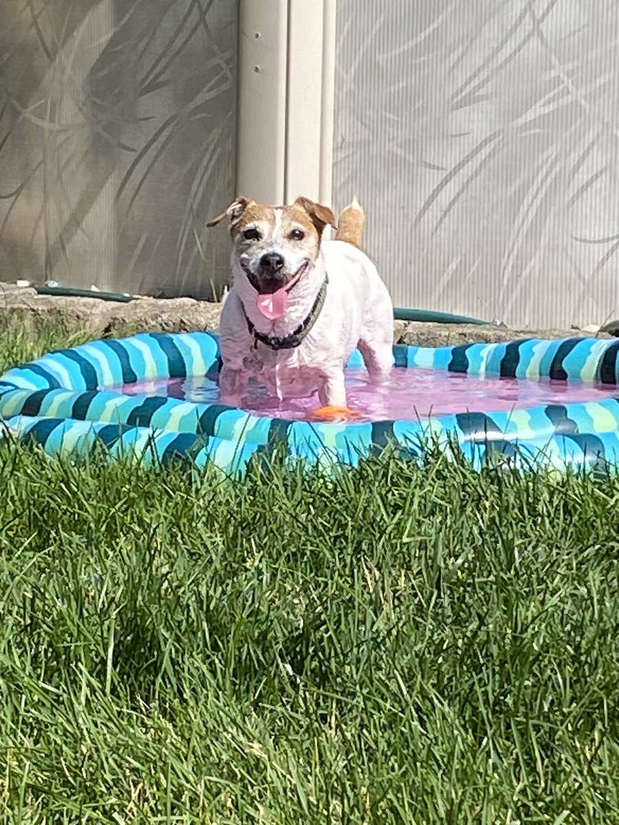 DaisyMaeJack's tweet photo. Happy First Day of Summer!!! Woooo! 😀🐾🌸 #SummerSolstice #HotDogSummer #watermelonpool #dogsoftwitter #jackrussellterrior https://t.co/JWvdAdQzov