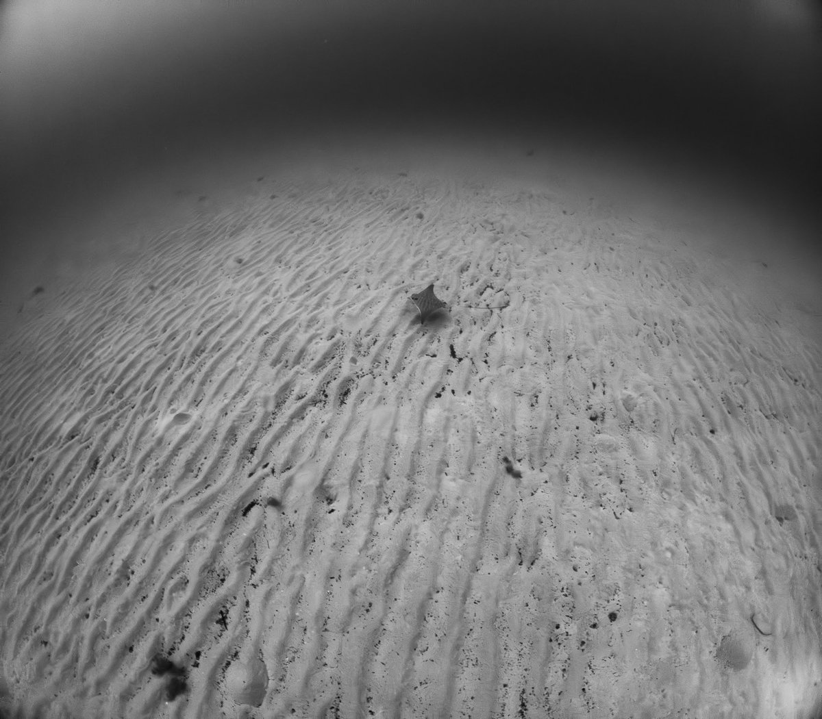 My first Bull Ray sighting of the season (and ever) on one of our surveys at <a href="/sharklab_malta/">Sharklab Malta</a> . Such beautiful creatures that are in dire need of protection, with a global IUCN Red List status of Critically Endangered as a result of bycatch by industrial fisheries