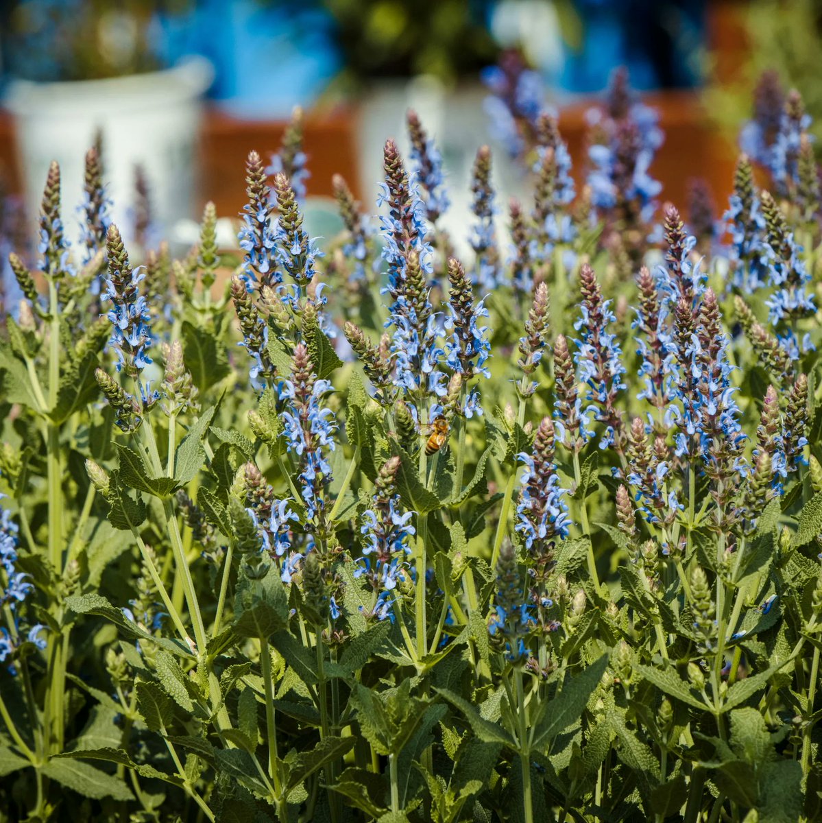 Our secret to a bee-autiful garden, the Blue Hill Salvia! 🌿🐝 

HollyDaysNursery.com
•
•
#PlantNursery #Landscaping #GardenInspiration #PlantLovers #GardeningTips #PlantLife #GreenThumb #OutdoorSpaces #PlantObsessed #PlantGoals #GardenDesign #LandscapeDesign