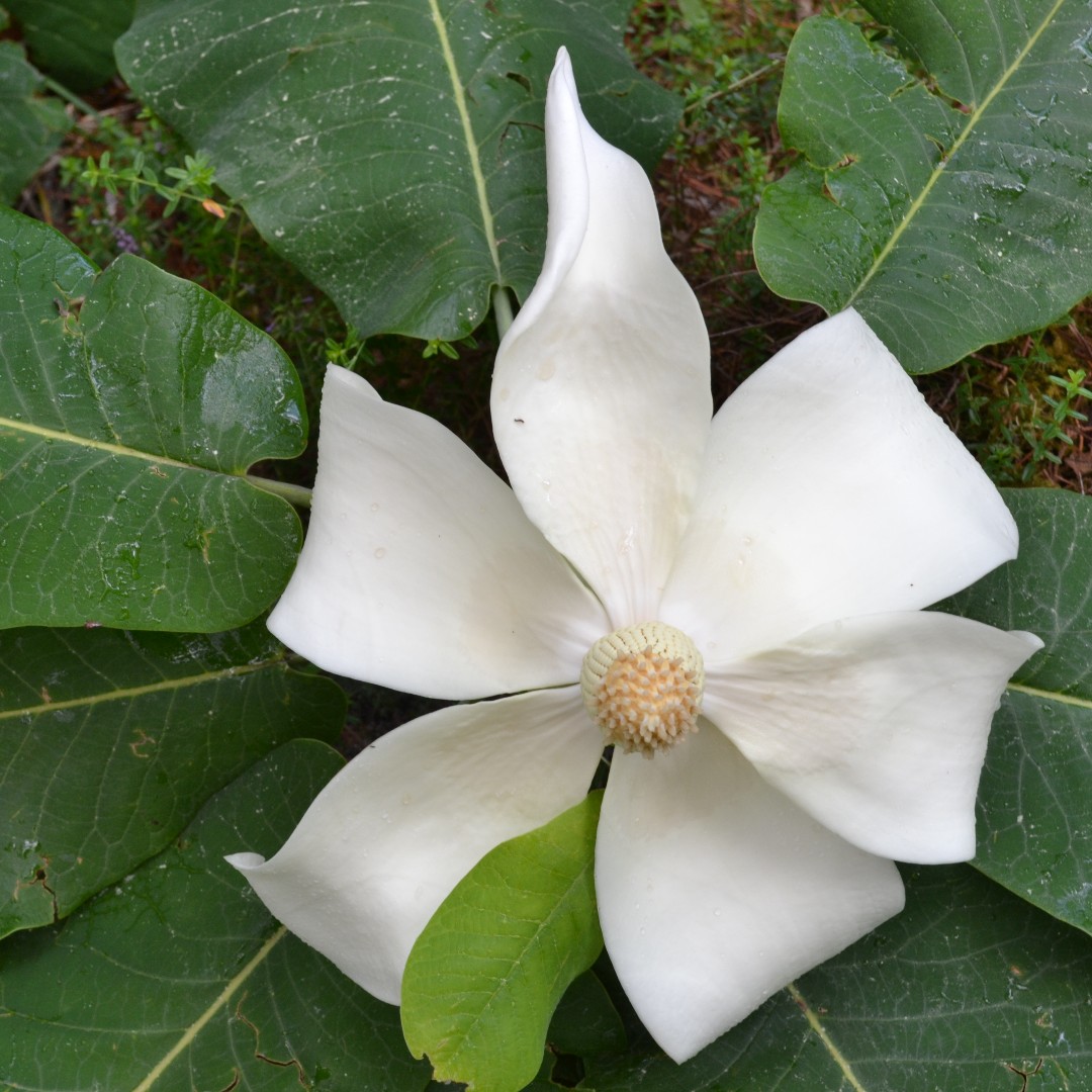 plantspplplanet's tweet photo. Brief report
Assessing Magnoliaceae through time: Major global efforts to track extinction risk status and ex situ #conservation
π https://t.co/w1tmYVymAb
@GCCMagnolia @globaltrees @GTA_GTSG
#GlobalTreeAssessment https://t.co/Dlzkru89Np