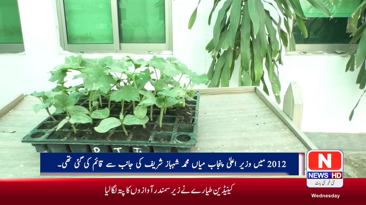 #NNEWSHD #teawithasifkhaitran #agriculture #agriculturelife #VCMNAU #Multan