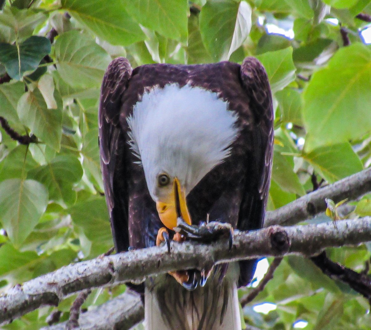 Breakfast time at NWS Seattle. #wawx