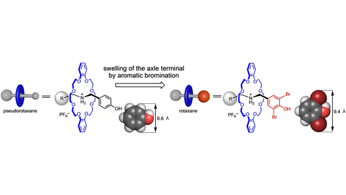 Rotaxane Synthesis via End-Capping Strategy: Swelling the Terminal Phenol Group by Aromatic Bromination